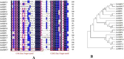 The maize gene ZmSBP17 encoding an SBP transcription factor confers osmotic resistance in transgenic Arabidopsis